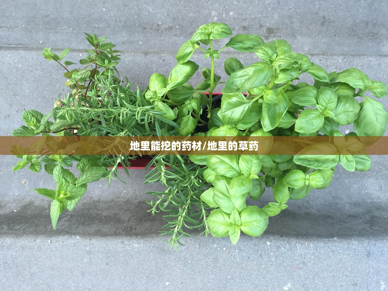 地里能挖的药材/地里的草药