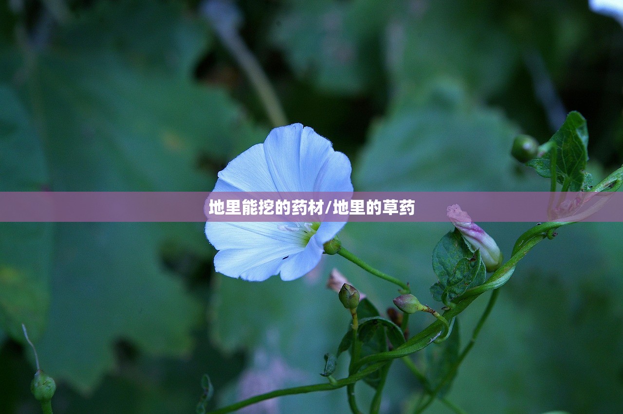 地里能挖的药材/地里的草药