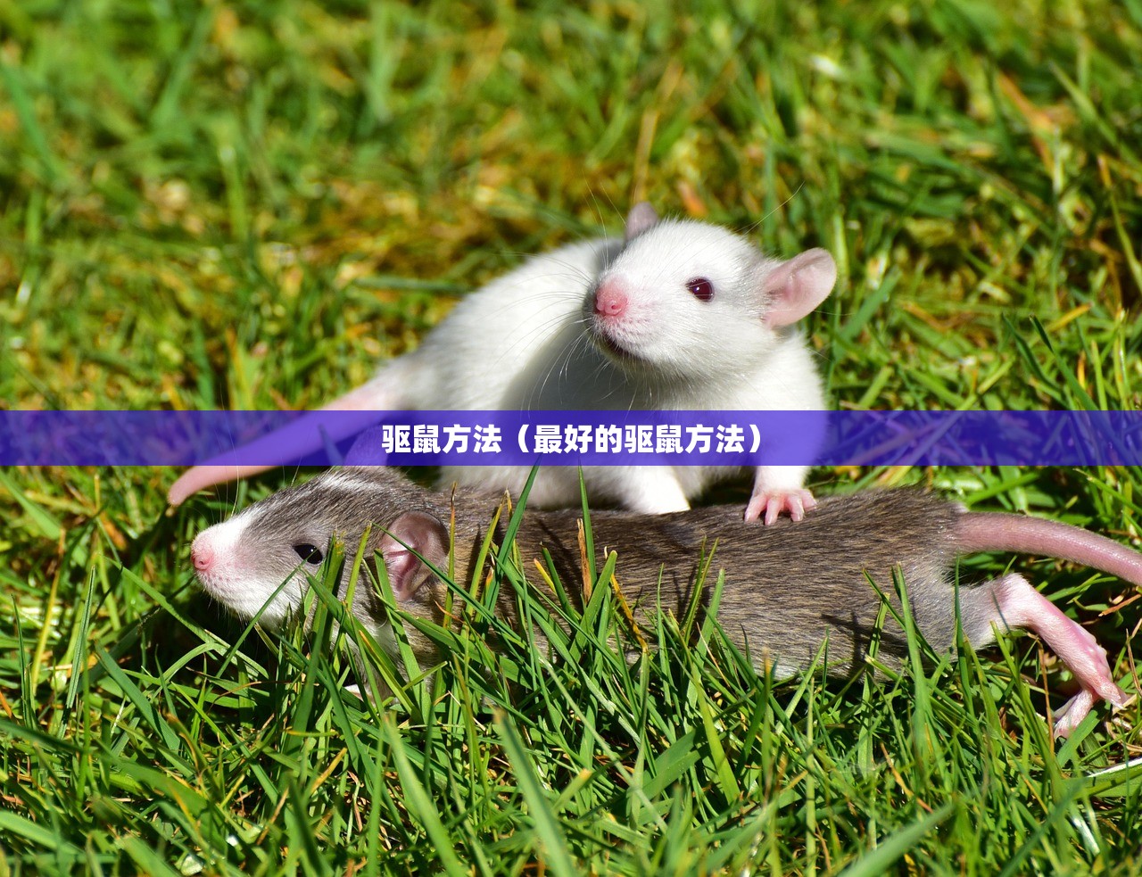 河南发现4名感染者/河南发现4名感染者是谁