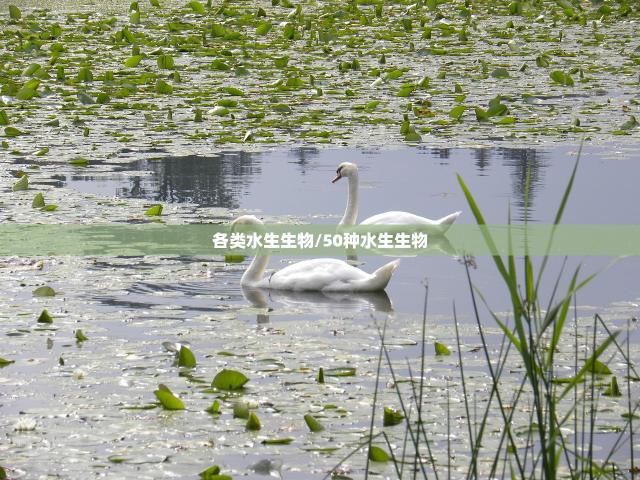 各类水生生物/50种水生生物 各类水生生物/50种水生生物