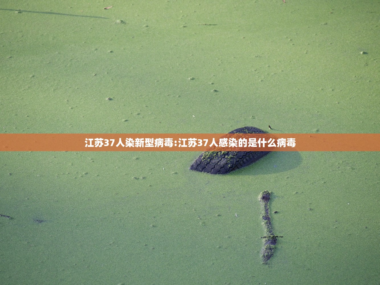 全国城市感染高峰进度（最新城市感染患者追踪）