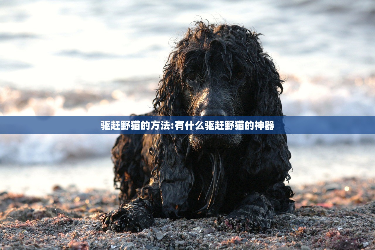 驱赶野猫的方法:有什么驱赶野猫的神器