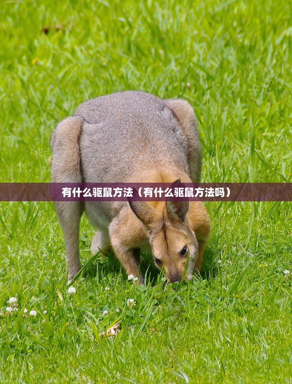 有什么驱鼠方法（有什么驱鼠方法吗）