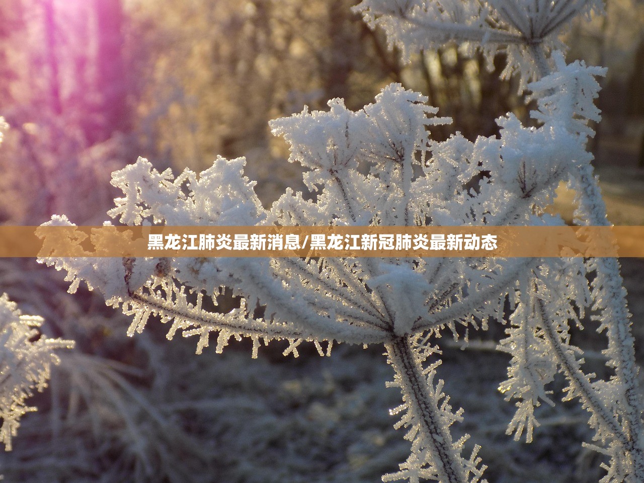 黑龙江肺炎最新消息/黑龙江新冠肺炎最新动态