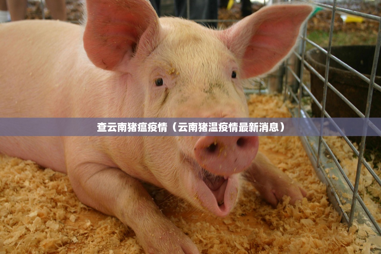 查云南猪瘟疫情（云南猪温疫情最新消息）