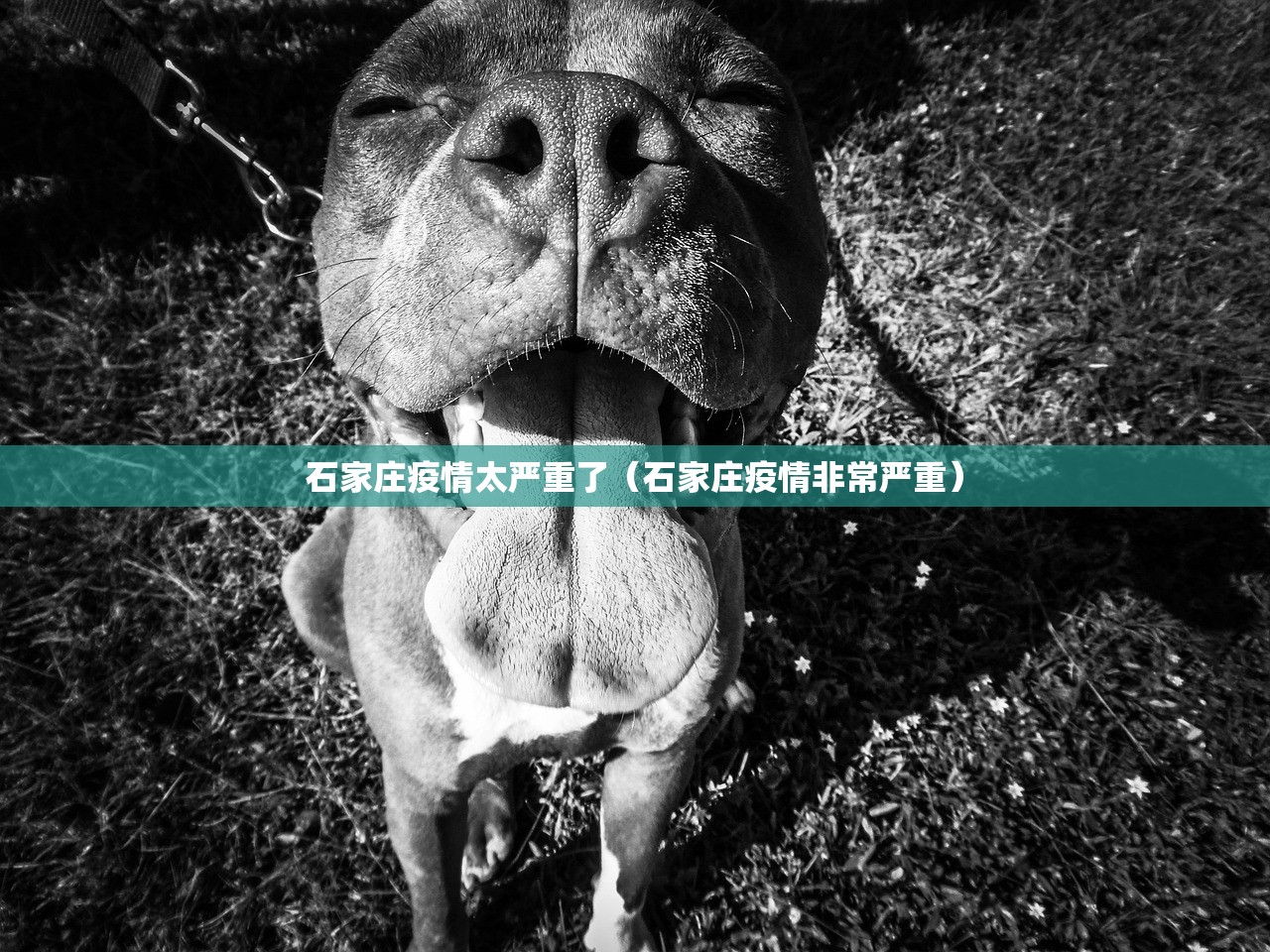 石家庄疫情太严重了（石家庄疫情非常严重）