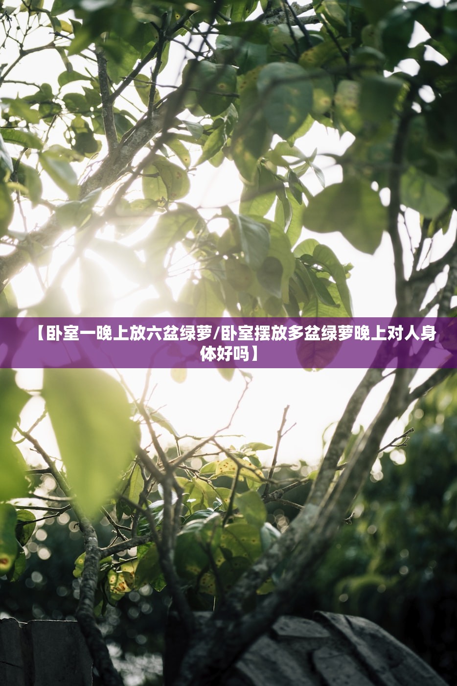 【卧室一晚上放六盆绿萝/卧室摆放多盆绿萝晚上对人身体好吗】