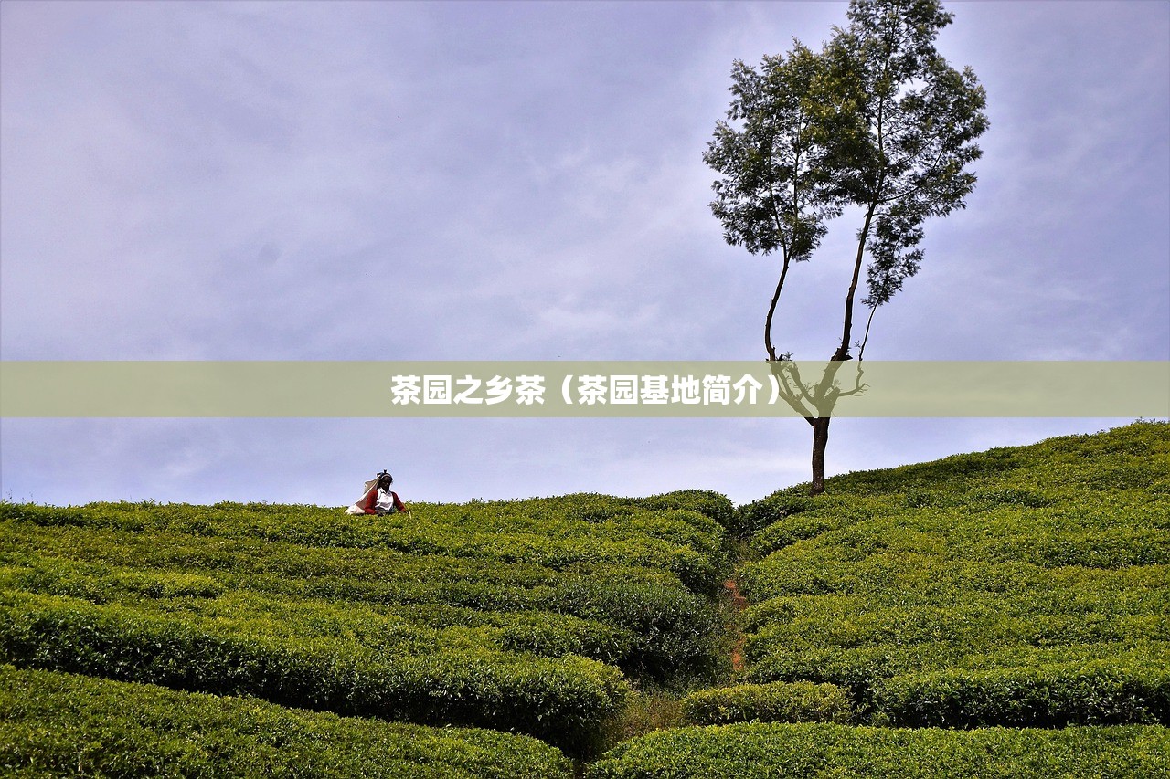 茶园之乡茶（茶园基地简介）