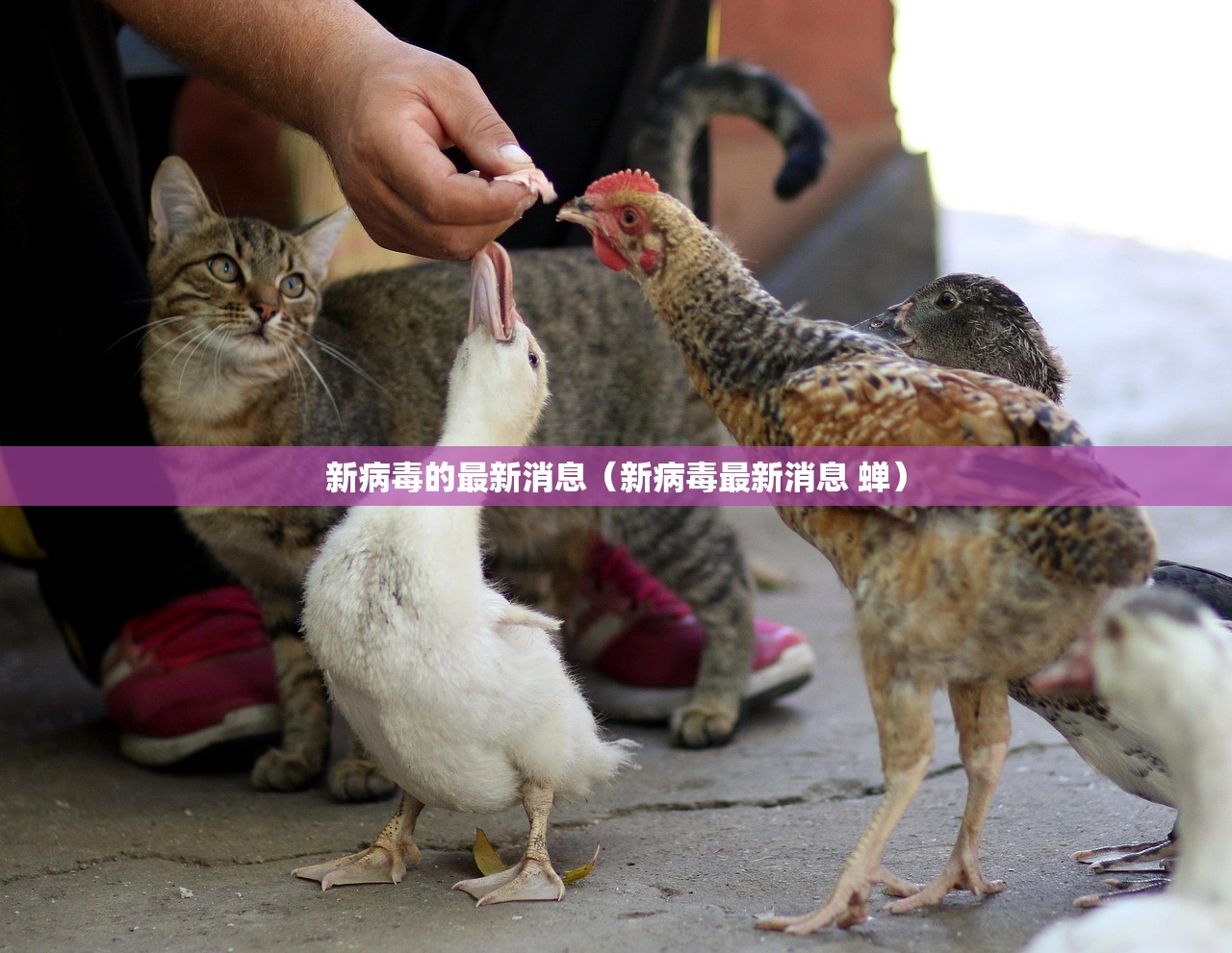 新病毒的最新消息（新病毒最新消息 蝉）