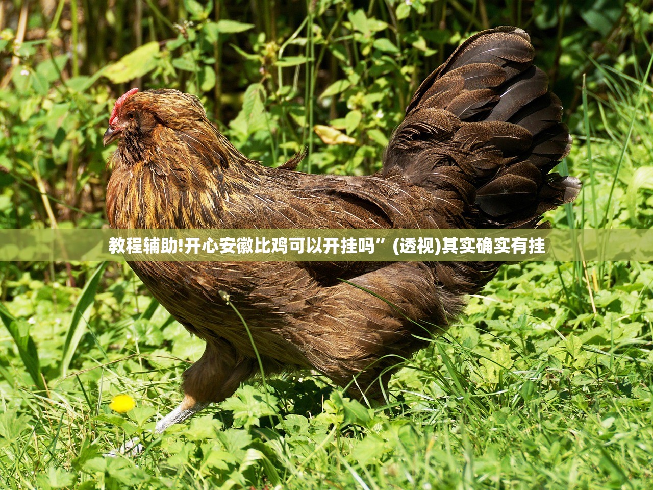 教程辅助!开心安徽比鸡可以开挂吗”(透视)其实确实有挂