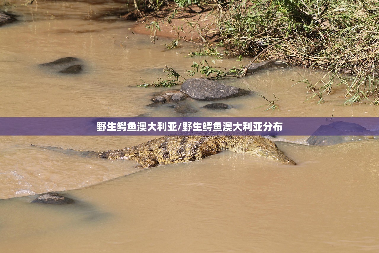 野生鳄鱼澳大利亚/野生鳄鱼澳大利亚分布