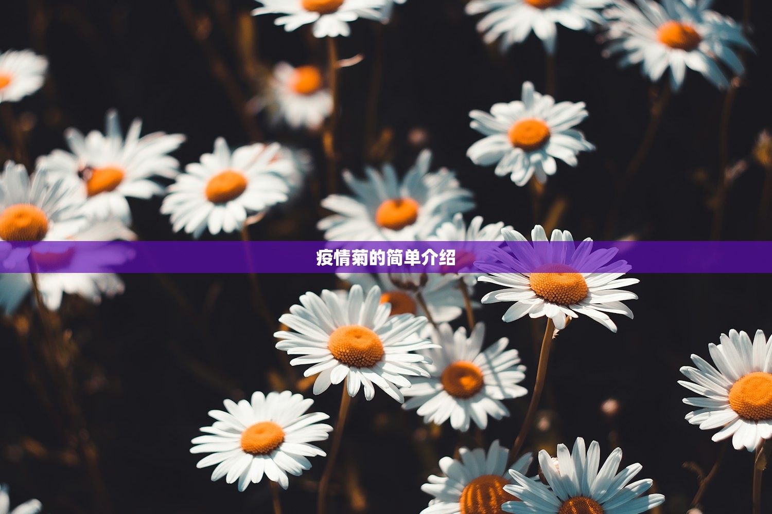 疫情菊的简单介绍